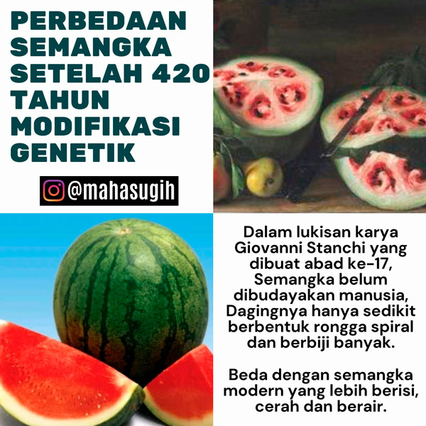 Perbedaan semangka setelah 400 tahun modifikasi genetik