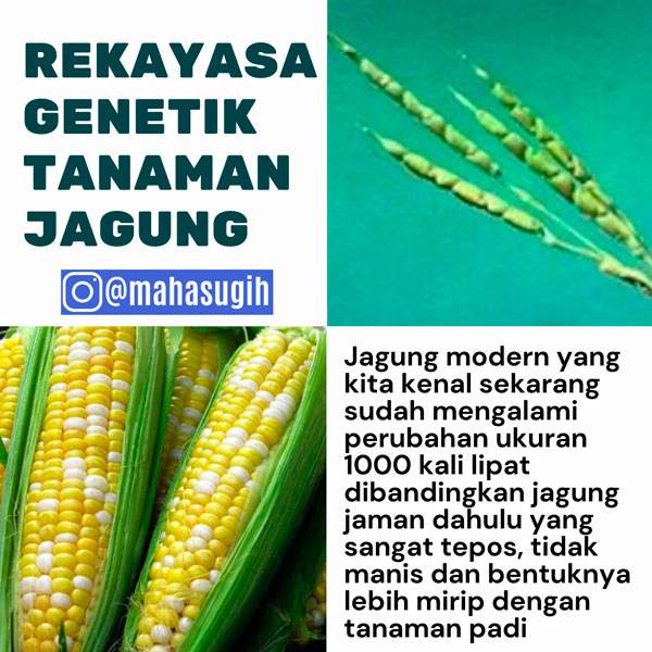 Rekayasa genetik tanaman jagung