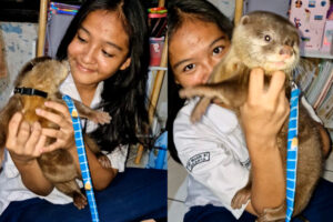 Mengenal Otter berang-berang si 4B (Boros Berisik Bau Brutal)